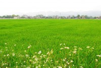 Cấp nước kịp thời tưới dưỡng cho lúa vụ Mùa muộn năm 2017